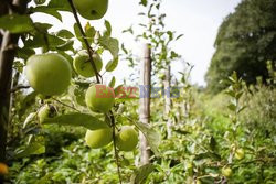 Holandia - gospodarstwo rolne dla każdego - Hollandse Hoogte