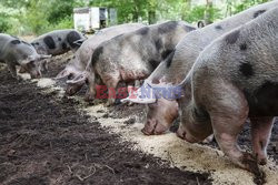 Holandia - gospodarstwo rolne dla każdego - Hollandse Hoogte