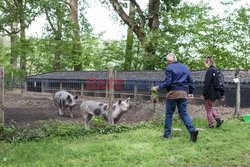 Holandia - gospodarstwo rolne dla każdego - Hollandse Hoogte