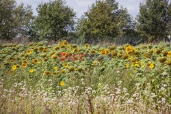 Holandia - gospodarstwo rolne dla każdego - Hollandse Hoogte