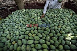 Zbiór mango w Egipcie - AFP