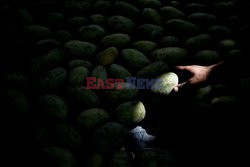 Zbiór mango w Egipcie - AFP