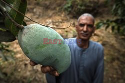 Zbiór mango w Egipcie - AFP