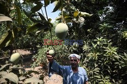 Zbiór mango w Egipcie - AFP