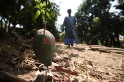 Zbiór mango w Egipcie - AFP