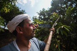 Zbiór mango w Egipcie - AFP