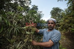 Zbiór mango w Egipcie - AFP