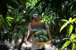 Zbiór mango w Egipcie - AFP