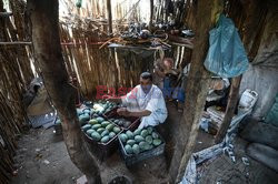 Zbiór mango w Egipcie - AFP