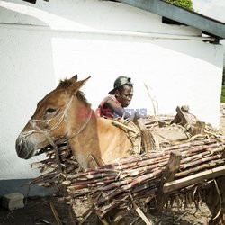 Clairin, ulubiony alkohol mieszkańców Haiti - Redux