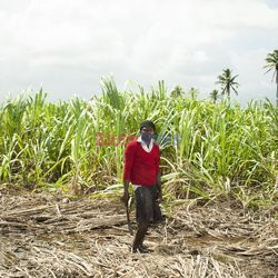 Clairin, ulubiony alkohol mieszkańców Haiti - Redux