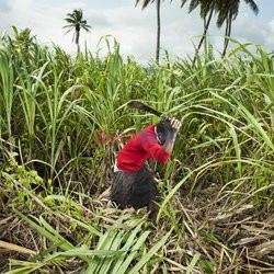 Clairin, ulubiony alkohol mieszkańców Haiti - Redux