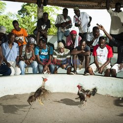 Clairin, ulubiony alkohol mieszkańców Haiti - Redux