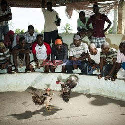 Clairin, ulubiony alkohol mieszkańców Haiti - Redux