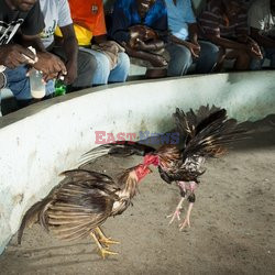 Clairin, ulubiony alkohol mieszkańców Haiti - Redux