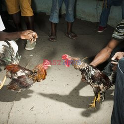 Clairin, ulubiony alkohol mieszkańców Haiti - Redux