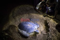 Myanmar - morskie żółwie zielone - AFP