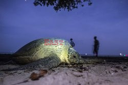 Myanmar - morskie żółwie zielone - AFP