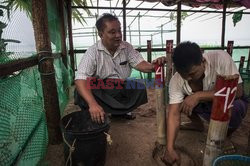 Myanmar - morskie żółwie zielone - AFP