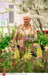 Judy Dench na Chelsea Flower Show