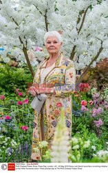 Judy Dench na Chelsea Flower Show