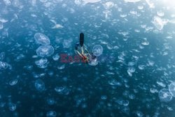 Pływanie z meduzami