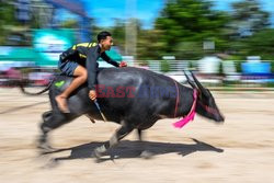 Doroczne wyścigi na bykach w Tajlandii