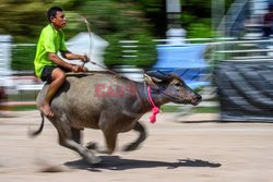 Doroczne wyścigi na bykach w Tajlandii