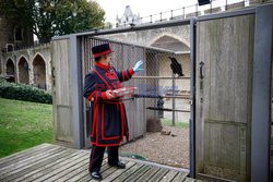 Mistrz kruków z zamku Tower w Londynie