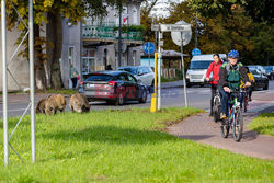 Dziki w Świnoujściu