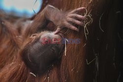Młody orangutan z mamą