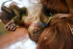 Młody orangutan z mamą