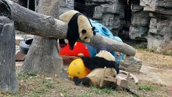 Panda na placyku zabaw