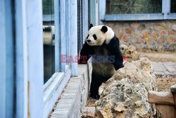 Panda na placyku zabaw