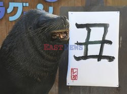 Lew morski pisze po chińsku