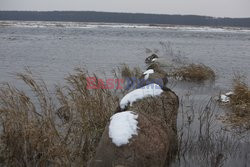 Ratowanie krów na Biebrzy