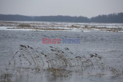 Ratowanie krów na Biebrzy