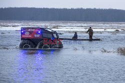 Ratowanie krów na Biebrzy