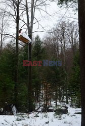 "Wilczyce" blokują wycinkę drzew w Bieszczadach