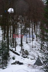 "Wilczyce" blokują wycinkę drzew w Bieszczadach