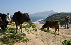Dzikie krowy w Hongkongu nie mają co jeść