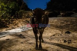 Dzikie krowy w Hongkongu nie mają co jeść