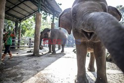 Praca w ZOO mimo pandemii