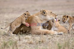 Lwiątka zaczepiają swoją matkę