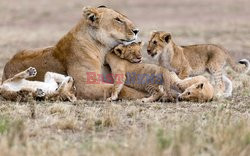 Lwiątka zaczepiają swoją matkę