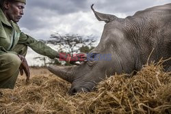 Ochrona dwóch ostatnich białych nosorożców