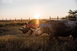 Ochrona dwóch ostatnich białych nosorożców