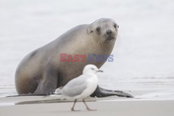 Lwy morskie odpoczywają na plaży