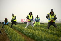 Rumuńscy pracownicy sezonowi w Anglii - AFP