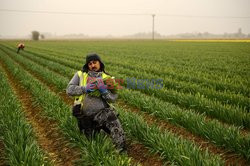 Rumuńscy pracownicy sezonowi w Anglii - AFP